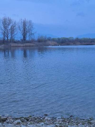 The image displays a tranquil natural scene in Mechkarevo, Bulgaria, characterized by a large body of water under an overcast, blue-grey sky. The foreground features a shallow, rocky shoreline composed of various-sized pebbles and sparse green vegetation at the water's edge. The midground is dominated by the water, which exhibits subtle ripples across its surface, reflecting the muted sky.
On the distant bank, a line of vegetation separates the water from the background. To the left, two prominent deciduous trees with bare branches stand tall, their forms reflected in the water. Extending right from these trees is a dense band of tall, dry reeds or grasses, predominantly brown. Further to the right, a line of deciduous trees shows early signs of spring foliage with light green leaves. Four white swans are visible on the water, positioned near the distant bank; one is on the far left, two are clustered centrally, and one is further to the right. The background features faint outlines of distant mountains or hills beneath the uniform, overcast bluish-grey sky. No human subjects or man-made structures are present.