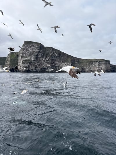 This image depicts a dramatic coastal scene in Shetland, United Kingdom, characterized by a sheer, rocky cliff face rising from a turbulent sea. Numerous birds, predominantly Northern Gannets, are scattered throughout the frame, some in flight over the water and others on the cliff face or on the sea's surface. The sky is overcast with a light gray hue.
In the foreground, the choppy, dark blue water dominates, with whitecaps indicating moderate waves. Several white birds, likely gannets, are visible on the water, with one appearing to be swimming or preening. A few birds are in flight close to the water's surface, their wings spread wide.
The midground is occupied by the imposing cliff. It is a layered rock formation with patches of green vegetation on its upper slopes. Numerous white specks on the cliff are likely nesting birds. The cliff face is steep and imposing, showing signs of erosion.
The background features more of the same cliff formation, stretching horizontally across the image. The sky above is uniformly gray, suggesting an overcast day.
The overall impression is one of a wild and dynamic marine environment, teeming with birdlife against the stark backdrop of the Shetland coastline.
