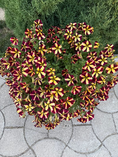 A vibrant display of petunia flowers, characterized by their striking burgundy and yellow striped petals, fills the center of the frame. The flowers are densely packed, creating a lush cascade. Behind the flowers, a dense green shrub provides a verdant backdrop. In the foreground, a section of grey paved stone, possibly a walkway or patio, is visible, featuring circular inlays. The image appears to be taken outdoors, likely in a garden or park setting, and based on its location information, it is situated in Ciuciuleni, Moldova. There are no people or animals present in the scene.