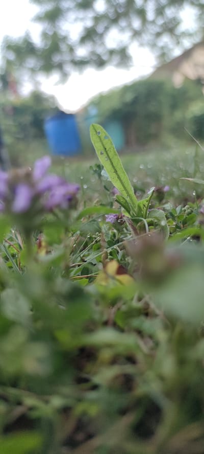 In Liebenburg, Germany, a low-angle photograph captures a dew-kissed blade of grass reaching upwards. The grass is surrounded by a bokeh of soft green foliage and hints of small purple flowers. In the background, out of focus, are two large blue cylindrical objects. The lighting suggests an overcast day or early morning.