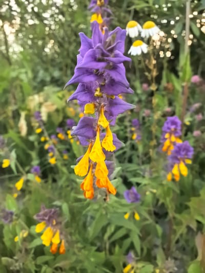 The image shows a close-up view of a cluster of purple and yellow flowers in a garden setting. The foreground is dominated by a prominent spike of purple flowers with drooping yellow blossoms. In the background, other purple and yellow flowers are visible, along with some white daisy-like flowers and out-of-focus green foliage. The lighting suggests it is daytime, possibly late afternoon, with soft light creating bokeh effects in the background. The location is identified as the city of Novo-Talitsy, Russia. The scene is a still, natural environment with no people or animals present.