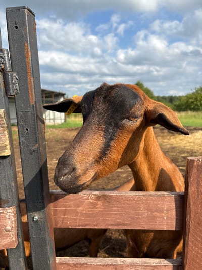 A brown goat with black markings on its face and head is looking to the left, resting its head on a wooden fence. The goat has a yellow tag in its ear with the number "1129" visible. It is standing in an outdoor pen, with a building and trees visible in the background under a cloudy sky. The image appears to be taken in Gor'kovskoe, Russia, likely on a farm or rural property. The scene is calm and natural, capturing a moment of repose for the animal.