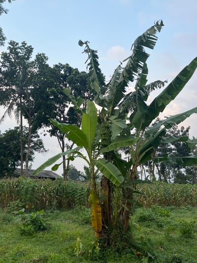 The image depicts a rural scene in Meteseh, Indonesia, likely a plantation or garden. In the foreground, a banana tree with a cluster of green bananas is prominent. The tree's large, torn leaves dominate the central and right portions of the frame. Behind the banana tree, a field of corn or similar tall crops stretches across the mid-ground, with a dilapidated building with a corrugated roof visible behind it. The background consists of a dense line of mature trees, some reaching significant heights, silhouetted against a pale sky with some wispy clouds. The ground is covered in lush green grass and various smaller plants. The overall impression is of a tropical agricultural landscape in natural light, possibly at dawn or dusk. No people or animals are visible in the image.