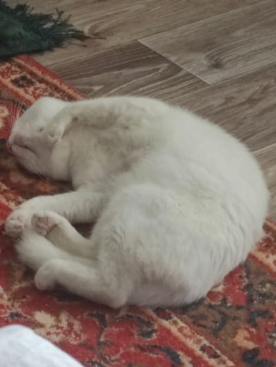 A white cat is curled up asleep on a red and beige patterned rug. The rug is laid on a wooden floor. To the left of the rug, a corner of a dark green fringed object is visible, possibly a shawl or a blanket. The cat is lying on its side with its head tucked towards its body, appearing very comfortable and relaxed. Its fur is thick and fluffy, and its paws are tucked in close. The lighting suggests it might be daytime, but the exact time is not discernible. The setting appears to be indoors, likely a home in Krasny Pakhar, Russia. No text is visible in the image.