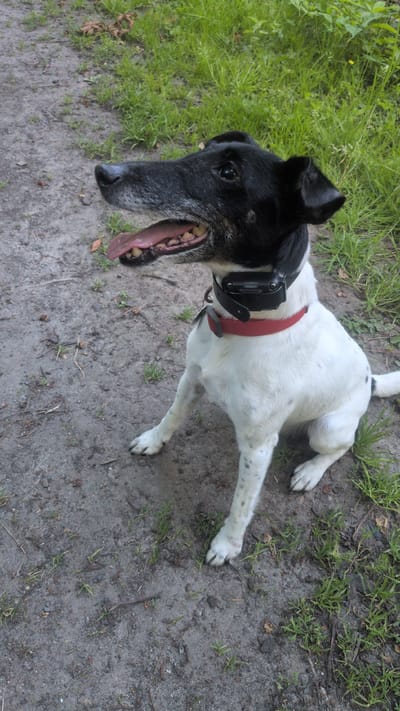 A black and white fox terrier dog is sitting on a dirt path in Haseldorf, Germany. The dog is wearing a red collar and a black electronic collar. The dog's mouth is open and its tongue is hanging out. The dog is looking to the left. The background is out of focus and shows green grass and trees.