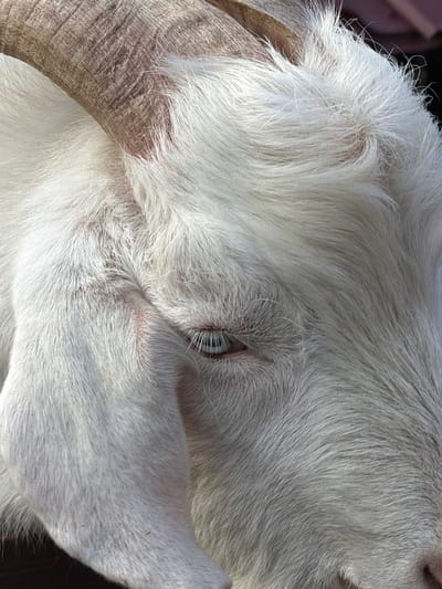 A close-up shot shows the head of a white goat with a single visible blue eye. The goat has large, textured horns that curve inward toward its head. The goat's fur is dense and slightly ruffled, giving it a soft appearance. The setting is undetermined, but the information provided includes the city of Polivanovo, Russia. The specifics of Polivanovo are not visible in the image.