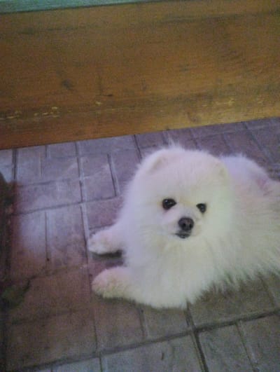 A white Pomeranian dog is lying on a tiled floor. The dog has dark eyes and a dark nose. The floor tiles are square and arranged in a grid pattern. Behind the dog is a wooden surface. The image appears to be taken indoors, possibly in a home. There is no indication of the city of Urkovo, Russia, or any other specific location information.