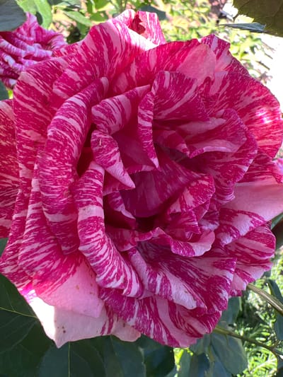 The image is a close-up, eye-level shot of a large, open rose with variegated petals. The petals display a striking pattern of deep pink and white stripes, with the pink color being more intense and concentrated towards the center of the rose and fading to lighter shades towards the edges. The rose is in full bloom, with its petals tightly furled in the center and gracefully unfurling outwards. Some of the outer petals are slightly creased and textured.
The background is softly blurred, suggesting an outdoor setting with green foliage and hints of sunlight filtering through. The lighting appears to be natural daylight, casting shadows and highlights on the rose petals, enhancing their texture and dimension. The overall mood is one of natural beauty and tranquility, focusing on the intricate details of the flower. There is no visible text in the image. The location context provided is Суворовское сельское поселение, Ukraine.