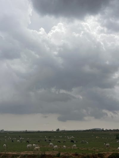 The image shows a field of green vegetation populated with numerous cattle of mixed colors (white, black, brown, and mixed). The scene is located in Maiyanga, Nigeria. The sky is overcast with grey clouds, suggesting a possibility of rain. The cattle appear to be grazing.