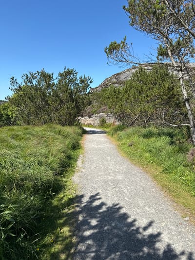 A gravel path winds through a landscape of grassy hills and coniferous trees under a clear blue sky. The path is bordered by tall, dense green grass on the left and sparser grass interspersed with heather on the right. In the background, a rocky hillside rises, partially covered with vegetation. The scene appears to be a natural outdoor setting, possibly a hiking trail in Rong, Norway, given the terrain and vegetation. The lighting suggests a sunny day. There are no people or animals visible in the image.