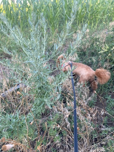 An outdoor, medium shot captures a fluffy, tan dog on a leash in a field of tall grass and plants. The dog, facing away from the camera, is partially obscured by a feathery, light green shrub. The dog wears a patterned collar. In the background, tall stalks of corn are visible. The ground is covered in dry grass and other low-lying vegetation. The scene appears to be in Mais'ke, Ukraine.