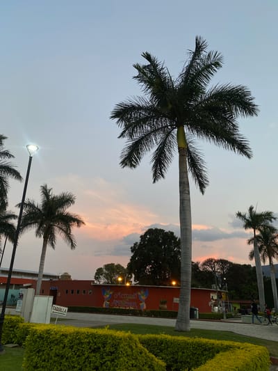 The image shows a park scene in Santa María del Tule, Mexico, at dusk. Dominating the frame are several palm trees, their silhouettes contrasting against the twilight sky with pink-tinged clouds. In the background, a red building with a mural that reads "Mercado Artesanías" (Handicrafts Market) is visible. The mural includes a colorful bird design. A street lamp is illuminated, casting a bright light. A "Taquilla" (Ticket Office) sign can be seen, as well as some people and bikes slightly blurred in the far background. A well-manicured hedge is in the foreground on the right side of the image. The photograph is rotated counterclockwise.