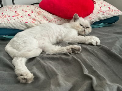 A fluffy, white cat is sleeping soundly on a bed in Bielefeld, Germany. The cat is lying on its side with its eyes closed and its paws relaxed. It appears to be a Persian cat, with its characteristic flat face and long, thick fur. The cat is curled up on a grey blanket, which is wrinkled and creased, suggesting it has been slept on for some time.

Behind the cat, there are several pillows. One pillow is a light color with a pattern of pink and red geometric shapes. Another pillow, partially visible, is a teal color. A bright red, heart-shaped plush pillow rests on top of the patterned pillow, adding a pop of color to the scene. The background is blurred, but it seems the cat is indoors, likely in a bedroom, given the presence of the bed and pillows. The lighting suggests it is daytime, though the intensity and direction of light are not clearly discernible. The overall mood of the image is peaceful and cozy, capturing a moment of quiet slumber for the feline subject. There is no visible text in the image.