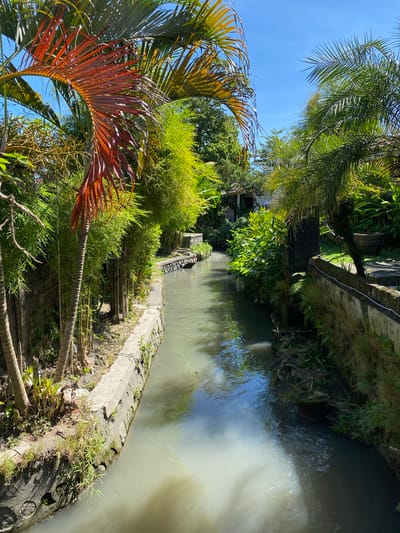 The image depicts a narrow, man-made canal flowing through a lush, tropical environment. The canal is lined with concrete walls, overgrown with vegetation and some visible debris on the left bank. On the left side, tall bamboo stalks and palm trees with reddish fronds are prominent. On the right side, the canal is bordered by a stone wall and dense foliage, with some potted plants and a distant building partially visible. The water in the canal is murky and appears to have a white, cloudy substance in the foreground, suggesting potential pollution or sedimentation. The sky above is a clear blue. The scene suggests a semi-urban or suburban setting within Denpasar Barat, Indonesia, likely an area where natural water channels have been integrated into the built environment.