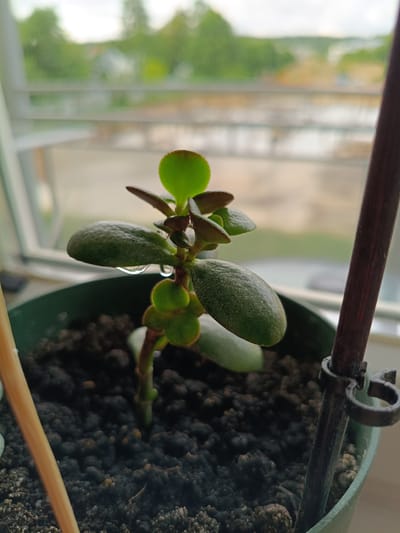 The image shows a close-up of a young jade plant in a green pot. The plant has plump, green leaves and is situated on a windowsill with a blurred background of trees and buildings. A single drop of water is visible on one of the leaves. The scene is indoors, near a window, suggesting a domestic setting. There is a wooden stake to the left and a dark stake with a clip to the right of the plant. The lighting suggests it is daytime.