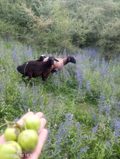 The image shows a pastoral scene in Жай-Терек, Kyrgyzstan. In the foreground, a hand holds several small, green, round fruits, possibly unripe plums or apples. Behind the hand, a field is filled with tall green grass and numerous small purple flowers. Three sheep are visible in the middle ground, grazing among the flowers. One sheep is dark brown or black, while another is a lighter, pinkish-brown color. A third sheep, mostly hidden, appears to be white and black. The background consists of dense green foliage from trees and bushes, suggesting a natural, somewhat wild environment. The lighting appears to be natural daylight, possibly late afternoon given the soft light. The overall impression is one of peaceful rural life in a natural setting. The timestamp "2026/07/02 18:45" is visible in the bottom left corner.