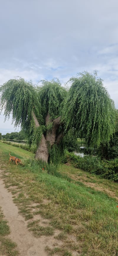 A brown dog on a leash walks across a dirt path adjacent to a grassy area. The dog is facing away from the viewer, with its tail up. Behind the dog is a large weeping willow tree with a thick, gnarled trunk and long, drooping branches. The tree is surrounded by lush green foliage and tall grass. In the background, a body of water is visible, reflecting the sky. The sky is mostly cloudy, with patches of blue visible. The scene appears to be set in a park or a natural area, possibly on a sunny day with some wind. The overall mood is peaceful and serene. The image is oriented vertically.