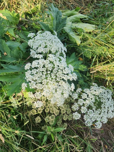 The image shows a close-up of several large, white, umbrella-shaped flower clusters, likely Hogweed, growing in a natural setting. The flowers are densely packed with small, delicate white petals. Surrounding the flowers are large, dark green leaves with serrated edges, also characteristic of Hogweed. The scene is set amongst tall, dry grass and other green foliage, suggesting an outdoor environment. The lighting indicates it is daytime, with the sun casting shadows and highlighting the textures of the plants. The image appears to be taken at ground level, looking down into the vegetation. No people or animals are visible in the frame. The location is identified as Yudino, Russia.