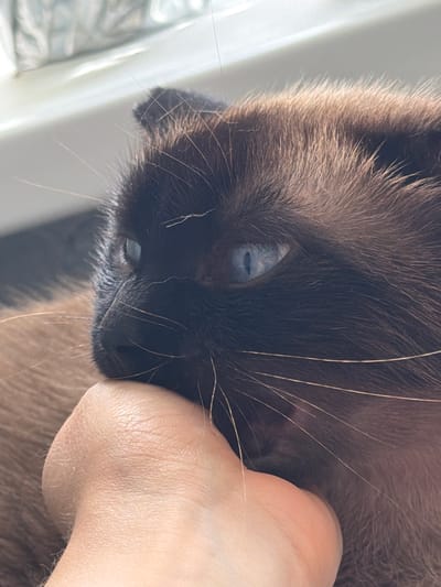 This is a close-up, eye-level shot of a Siamese cat's face, with its head resting on a person's hand. The cat's fur is a mix of brown and black, and its eyes are a striking light blue. The cat appears to be gently biting or nipping the hand. The background is blurred, with a light-colored surface and a hint of green foliage, suggesting an indoor setting near a window, possibly in Старые Туймазы, Russia. The lighting is natural and diffused, creating soft shadows and highlights on the cat's fur and the hand.
