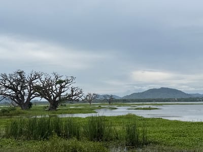 The image depicts a wetland landscape under an overcast sky. Dominating the foreground are dense patches of aquatic plants and tall grasses. Several bare, gnarled trees stand partially submerged in the water, their branches silhouetted against the sky. In the mid-ground, the water expands into a wider lake or marsh, with small islands of vegetation dotting the surface. A distant mountain range is visible on the horizon, partially obscured by the cloudy sky. The scene is likely located in or near Tissamaharama, Sri Lanka, based on the landscape features and vegetation common to that region. No people or animals are visible in the frame.