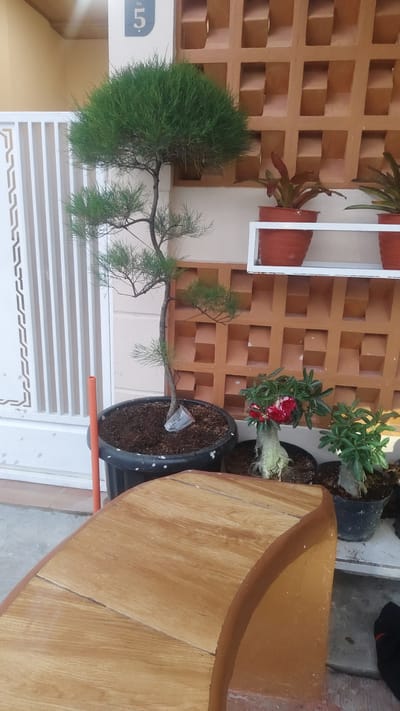 The image shows an outdoor scene in Setiamulya, Indonesia, with a focus on potted plants. In the foreground, a portion of a curved, light-brown wooden bench is visible. Behind the bench, several plants are arranged. A large black pot contains a tall, slender pine tree with a dense, rounded canopy. To the right of the pine tree are two smaller potted plants. One is an Adenium with a thick, gnarled base and bright red and white flowers. Next to it is another small plant with green leaves. In the background, a white metal gate or fence with a decorative pattern is on the left. A light-yellow wall is behind the gate. A patterned, terracotta-colored wall with square openings forms a textured backdrop for the plants. A white shelf holds two more potted plants, one with reddish-brown leaves and another that is partially visible. A white pillar with a blue plaque displaying the number "5" is also present. An orange pole stands next to the large pine tree. The scene appears to be outdoors, likely in a residential area, possibly during the daytime given the lighting. There is no clear indication of the weather. The overall impression is one of a well-maintained garden or patio.