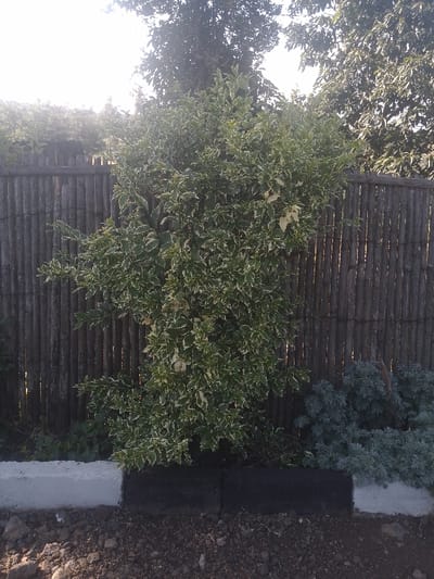 A green bush with white edges grows in front of a brown wooden fence made of vertical slats. There is a small patch of gray/green bush behind the fence to the right. There is a white concrete curb and a black curb in front of the bush.  This location is in the city of Ganja, Azerbaijan, at the coordinates latitude: 40.688, longitude: 46.388.  There are no people or objects in the image.