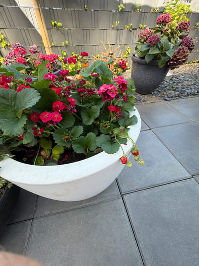 In Bissendorf, Germany, a large, off-white planter filled with flowering strawberries is positioned on a patio. The planter, which is wider than it is tall, has a smooth, slightly textured surface. Clusters of small, bright pink strawberry flowers and green leaves fill the planter. Several small, unripe green strawberries and a couple of red, ripe strawberries hang over the edge of the planter, extending towards the patio. The patio is made of large, square gray pavers, laid in a grid pattern. Behind the planter, a dark gray, textured pot contains a flowering hydrangea with deep pink and purple blooms. A grey fence with vertical slats forms the backdrop, with a wooden pole leaning against it. Green vines are growing on the fence. The scene is outdoors, under daylight.