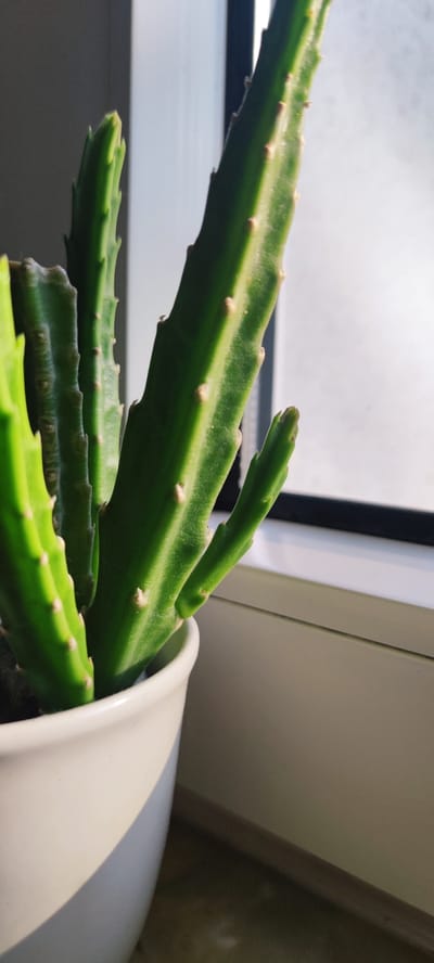 A close-up shot focuses on a green succulent plant in a white pot. The plant has several upright, ribbed stems with small, pale brown bumps along their edges. One stem on the right is branching, with a smaller, new growth emerging from its side. The plant is positioned near a window, with sunlight casting a shadow across the pot and illuminating the stems. The background shows a blurred view of a window frame and a wall. There are no people or animals present in the image. The scene appears to be indoors, likely in a residential setting, and could be located in Liebenburg, Germany, based on the provided context.
