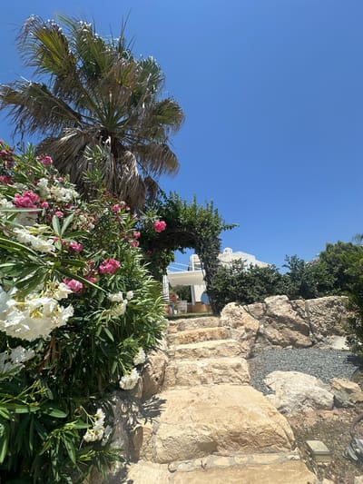 This image depicts a sun-drenched scene in Kissonerga Community, Cyprus, featuring a pathway lined with natural stone steps leading upwards. To the left, a lush bush with vibrant pink and white flowers, possibly oleanders, is in full bloom, framing the foreground. A mature palm tree with weathered fronds stands tall behind the foliage, its leaves rustling against a clear, bright blue sky. An archway, overgrown with greenery, marks the passage further up the steps, hinting at a garden or outdoor seating area beyond. In the background, a white building with a dome-shaped roof, characteristic of Mediterranean architecture, is visible amongst dense green trees. The ground beside the steps is a mix of rocky terrain and small grey gravel. The overall impression is one of a tranquil, warm-weather setting. There are no people visible in the image.