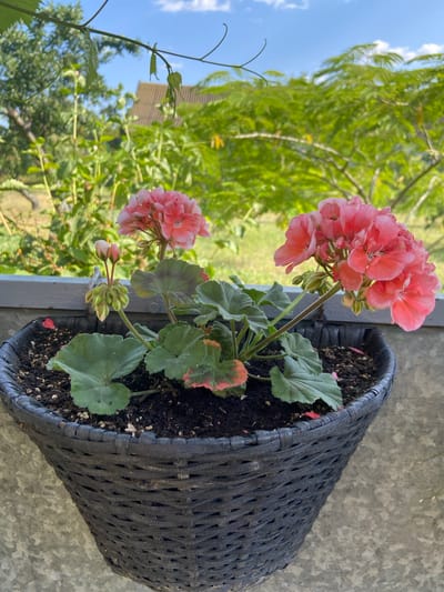 The media file is an outdoor, eye-level, close-up shot of a flowering geranium plant in a black, woven planter. The planter is tilted towards the viewer and rests on a textured, gray surface, possibly a wall or balcony railing. The geranium has multiple pink blossoms, with some fully open and others in bud. The plant's leaves are green with reddish-brown accents around the edges. In the background, lush green foliage and a blue sky with white clouds are visible, suggesting a sunny day. The scene is set outdoors, with indications of a natural environment with trees and plants. There are no people or text visible in the image. The overall impression is one of a peaceful, sunlit day in a garden or outdoor space. The location context is Sofiivka, Ukraine.