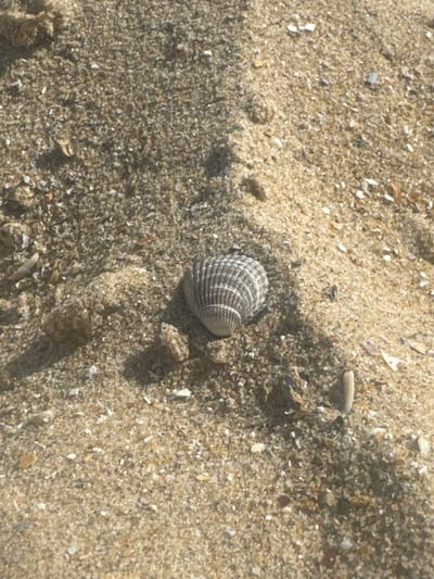 A seashell is nestled in the sand at Knokke-Heist, Belgium. The background consists of sand of varying colors.