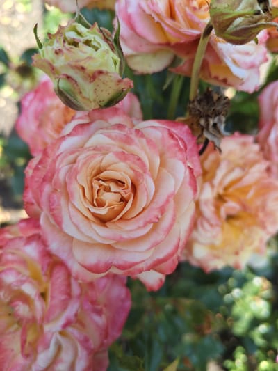 A close-up, overhead shot showcases a cluster of light pink and cream roses with reddish-pink edges. The roses are in varying stages of bloom, with some fully open and others still budding. The focus is on a single, prominent rose in the center, its petals tightly curled and layered. In the background, other roses and green foliage are softly blurred. The scene appears to be an outdoor garden setting. There is no indication of the city of Unarokovo, Russia within the image.