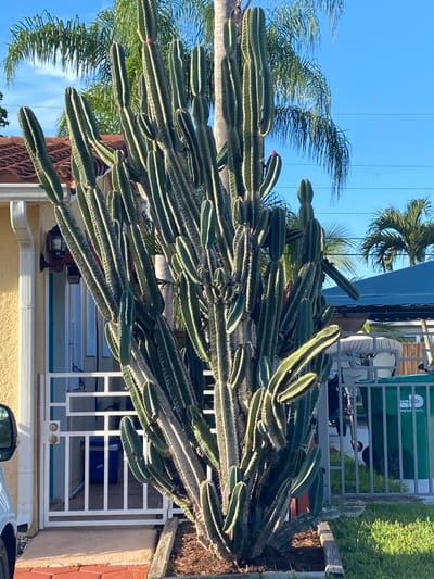 A large, multi-stemmed Cereus cactus stands prominently in the foreground, its thick, ribbed green stalks reaching upwards and outwards. Small pinkish-red flowers are visible on some of the upper stalks. The cactus is situated in a planter box filled with dark mulch, bordered by a wooden plank. Behind the cactus, a white metal gate with a geometric pattern guards an entrance to a building. To the left of the gate, a section of a yellow stucco wall is visible, with a white downspout and a black-lantern fixture attached. The ground in front of the gate is paved with interlocking red and tan pavers. Beyond the gate and cactus, a grey metal fence runs horizontally, separating the yard from a grassy area. To the right of the fence, a large green trash bin with "MIAMI-DADE COUNTY" printed on it is visible. In the background, palm trees with their fronds spread wide are set against a clear blue sky, with some power lines crisscrossing the upper portion of the image. A portion of a blue-tiled roof is also visible behind the fence. The scene appears to be a residential outdoor setting.