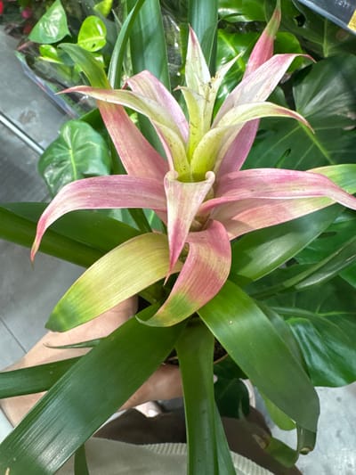 A close-up, eye-level, full shot shows a bromeliad plant with pink and green leaves and a pale green and pink center, held by a person's hand. The plant is indoors, with other green plants and a blurred background that suggests a retail environment. The lighting is bright and even. There is no information available about the location in Rozhdestvenskaya, Russia.