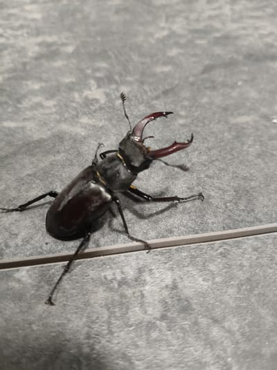 A stag beetle, identified by its large mandibles, is positioned on a textured gray surface, likely tile. The beetle is dark brown and appears to be on its side, with its legs extended. The surface has a subtle pattern of lighter and darker gray tones. The lighting casts shadows, particularly from the beetle's legs and mandibles. There is a distinct horizontal line crossing the surface below the beetle. The scene does not contain any elements indicating the city of Grinăuți, Moldova.