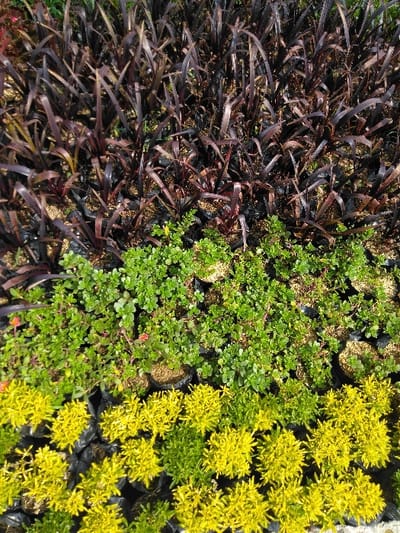The image depicts an outdoor horticultural scene in Dulce Nombre de Jesús, Costa Rica, featuring multiple rows of potted ornamental plants. The top section displays a dense arrangement of dark reddish-brown, strap-leafed plants, individually contained in black plastic nursery bags. Directly below, a middle section consists of smaller, vibrant green, broad-leafed plants, some exhibiting small red flowers, similarly potted in black plastic bags with visible soil. The bottom section presents a uniform grouping of bright yellow-green, fine-leafed bushy plants, also individually potted in black plastic nursery bags. All plants are static, arranged in distinct horizontal bands, suggesting a nursery or garden center setting under natural light. No individuals are present in the frame, and no specific actions or interactions are occurring.