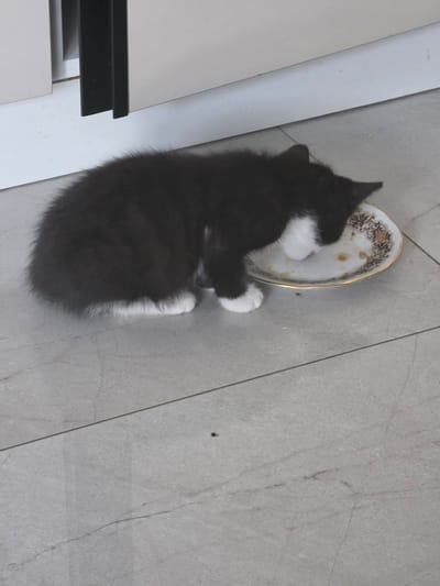 A black and white kitten is eating from a small, decorative plate on a light gray tiled floor. The kitten is positioned to the right of the frame, with its head down in the plate. The plate has a gold rim and an ornate pattern of brown and gold on its surface, with remnants of food visible. The kitten has white paws and chest. In the background, to the left, is a portion of a white cabinet with a black vertical trim. The floor tiles are large and appear to be laid in a consistent pattern, with some subtle marbling. The lighting suggests an indoor environment. There is no indication of the location being in Daugėlaičiai, Lithuania.