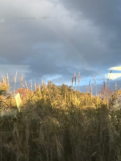 The image, originally oriented vertically but depicting a horizontal landscape, captures a natural scene under a dramatic sky. The upper portion of the frame (when correctly oriented) is dominated by a vast expanse of heavy, dark grey clouds, which transition to brighter blue and lighter clouds towards the right. A faint, ethereal rainbow arc is visible within the darker cloud mass, indicating recent rain or atmospheric conditions.

The lower half of the image features dense, tall grass or reeds, likely pampas grass, with a warm golden-brown hue, suggesting they are dry or illuminated by specific light. This vegetation stretches across the middle ground, with some greener shrubs or trees visible behind it. The golden light illuminates the tips of the grass, creating a strong contrast against the darker sky.

No human activity or individuals are present. The scene evokes a sense of natural beauty and post-storm tranquility. A notable detail is a small, light green rectangular object, possibly a sign or tag, partially obscured by the grass in the bottom right corner. Faint text is visible on it, including "2021" and possibly "NOV" above it. The overall impression is of a quiet, picturesque landscape, likely captured during late afternoon or early morning, or after a period of rain, given the rainbow and contrasting light. The location context is Grosseto, Italy.