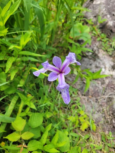 A single purple iris flower with white stripes is in focus in the center of the frame, surrounded by lush green foliage. The flower has six petals, with the upper three pointing upwards and outwards, and the lower three hanging down. The petals are delicate and have prominent purple veins. Behind the flower, to the right, is a blurry background of rocks and more greenery. The image appears to have been taken outdoors in a natural setting, possibly a garden or park in Saint-Alban, Canada. No people are visible in the image.