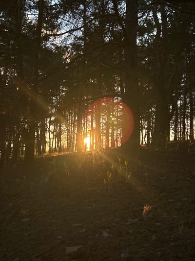 This is a vertical, medium shot of a forest at sunset. The sun is low in the sky and shines through the trees, creating lens flare and rays of light. The ground is covered in fallen leaves and dry grass. The trees are tall and dark, with some branches visible against the sky. The scene is peaceful and natural, evoking a sense of quietude and natural beauty. The location is not specified in the image or prompt.