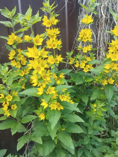 This is a close-up, eye-level photograph of a cluster of bright yellow flowers with green leaves. The flowers have five pointed petals and a darker center. They are arranged in spikes along green stems. The background consists of a dark, textured surface, possibly a fence or wall, with some dry, vine-like tendrils hanging down. The lighting suggests it is daytime, likely sunny, as indicated by the vibrancy of the yellow flowers and the clear details of the leaves. The scene appears to be an outdoor setting, possibly a garden or a natural area. There is no text visible in the image. The overall mood is one of natural beauty and springtime or summer bloom.