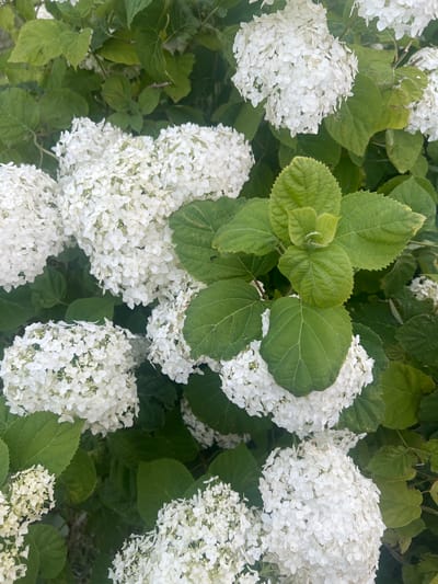 The image displays a close-up view of white hydrangeas with green leaves, suggesting an outdoor environment. The flowers are in full bloom and form dense clusters. Some of the leaves show slight discoloration, possibly indicating natural aging or environmental factors. The scene appears to be a natural setting, possibly a garden or park. There are no people or animals visible in the image. The lighting suggests it is daytime, with natural light illuminating the subjects. The background is mostly foliage, creating a lush and natural aesthetic. The image is taken from a slightly elevated angle, looking down upon the hydrangeas. The overall impression is one of natural beauty and abundance. There is no specific information about the location being in Калодзежскі сельскі Савет, Belarus, that can be determined solely from the visual content of the image.