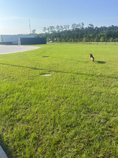 This media file depicts an outdoor scene, likely a sports field or park. The primary subject is a German Shepherd dog lying on bright green grass. The dog is positioned in the middle ground, and its fur appears to be a mix of brown, black, and tan. The dog is facing away from the camera, with its head slightly turned to the left.
The setting includes a vast expanse of well-maintained grass under a clear, bright blue sky, suggesting a sunny day. In the background, a fence and a line of trees are visible, indicating a transition to a more wooded area. There are also some man-made structures, possibly shipping containers or storage units, located to the left of the grass field. A paved pathway or track curves along the edge of the grass.
The time of day appears to be daytime, likely late morning or early afternoon, given the strong sunlight casting shadows. The weather seems pleasant and clear. There are no people visible in the image, only the dog and the environment. The overall mood is peaceful and serene, with the dog relaxing in the open space. There is no visible text in the image.