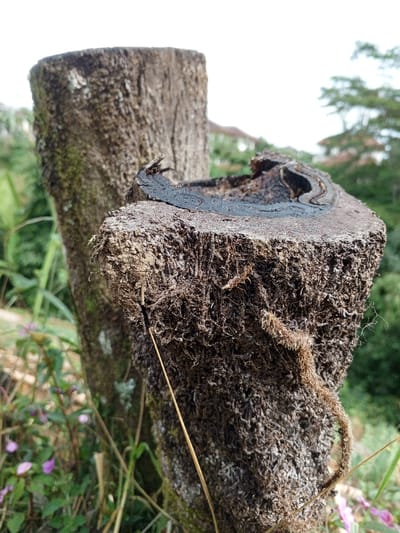 This vertical image depicts two weathered tree stumps in an outdoor environment within the city of Silvino Lobos, Philippines. In the foreground, a prominent tree stump, cut horizontally, exhibits a rough, fibrous texture on its vertical surfaces, appearing dark brown to black. The top surface of this primary stump is irregular, dark, and features a distinct C-shaped deposit, possibly charred material or solidified resin. A thin, light-colored root or vine trails down the right side of this stump. Behind and to the left, a second, taller, cylindrical tree trunk or stump is visible, out of focus, with a rough, textured bark. The lower left foreground contains blurred green foliage and small pink flowers. The distant background consists of indistinct green vegetation and residential structures with visible roofs, under a bright, overcast sky. No individuals or specific actions are depicted.