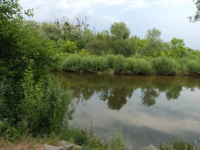 This is a vertical, medium shot of a mirrored reflection of a lush green landscape in calm water. The scene depicts a waterfront with dense vegetation on the bank, including trees, bushes, and grass. The water reflects the trees and the sky, creating an almost symmetrical image. The sky appears partly cloudy. The lighting suggests it is daytime, possibly late morning or early afternoon, with soft sunlight. The overall impression is one of natural beauty and tranquility. No people, objects, or text are visible. The location is identified as Ivankiv, Ukraine.