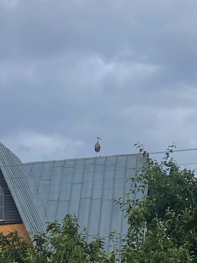 A white stork stands on the ridge of a gray metal roof under a cloudy sky in Матыкальскі сельскі Савет, Belarus. The roof is part of a building that appears to be a house or barn with a section of dark siding visible on the left. Green trees and foliage are in the foreground, partially obscuring the lower portion of the building and roof. The sky is overcast with scattered clouds.