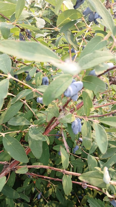 The image depicts a close-up view of a bush with numerous blue berries and green leaves. The berries are elongated and appear to be clustered on the branches. Some leaves are in sharp focus, while others are blurred, indicating a shallow depth of field. The branches are reddish-brown and have a rough texture. The background is a soft blur of green foliage, suggesting a natural outdoor setting. There are no people or animals visible in the image. This image was taken in the city of Kolyvan, Russia.