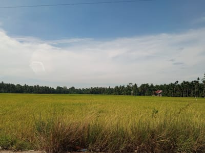 The image depicts an agricultural expanse in Meuriya, Indonesia. An extensive field of mature, yellowish-green rice, indicating ripeness for harvest, fills the midground and lower frame. This field is bordered in the background by a dense treeline primarily composed of tropical palms. A small building with a reddish-brown corrugated roof and light-toned walls is situated within the treeline on the right. The immediate foreground consists of an unpaved area with taller, dry grasses and scattered plastic debris. The upper portion of the frame shows a blue sky with scattered white clouds, exhibiting a faint, indistinct reflection or artifact in the upper left quadrant. A single utility wire spans the upper sky. No human presence or activity is depicted.