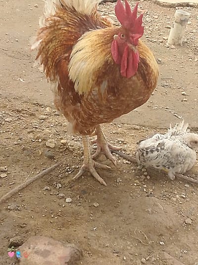 In El Cercado, Venezuela, a rooster stands on sandy ground, its feathers a mix of brown and tan, with a prominent red comb and wattles. Beside it, a small, fluffy white chick rests on the ground. The environment is arid, with small stones and dirt visible. A white pipe stands upright in the background. A thin, brown wire runs across the foreground.