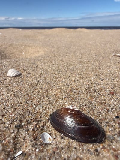 The image shows a close-up view of a sandy beach with shells and the sea in the background. The sand is fine-grained and a light brown color, with many small pebbles and shell fragments. In the foreground, there is a large, dark brown, elongated shell, possibly a mussel shell, lying on the sand. To the left of this shell, a smaller white shell is visible. Further to the left and in the mid-ground, a ribbed white shell is partially visible. The sea stretches across the horizon, a dark blue line against a pale blue sky with scattered white clouds. The water appears calm. The scene is typical of a beach in Lilaste, Latvia, known for its sandy coastlines and proximity to the Baltic Sea. No people or animals are visible in the image. The lighting suggests it is daytime, with sunlight glinting off the wet sand and shells.